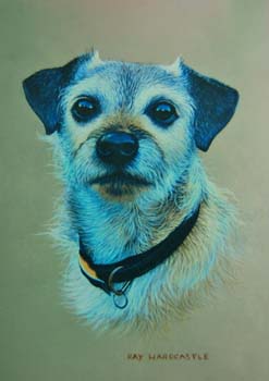 Border Terrier